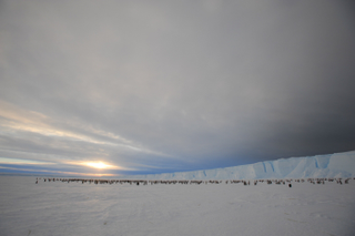 Illustration for article titled Colony of 9,000 penguins discovered in Antarctica